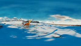  Caminandes: Take a screenshot